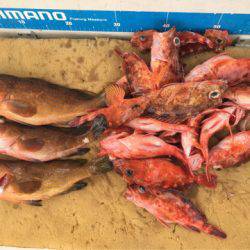 末広丸(熊本) 釣果