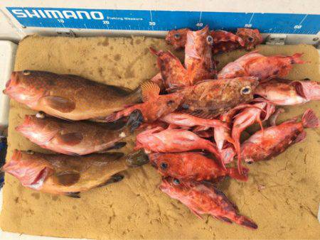 末広丸(熊本) 釣果