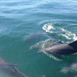 末広丸(熊本) 釣果