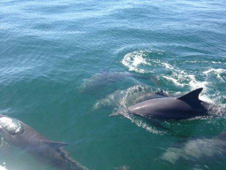 末広丸(熊本) 釣果