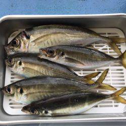 ヤザワ渡船 釣果