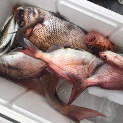 第二 海洋丸 釣果