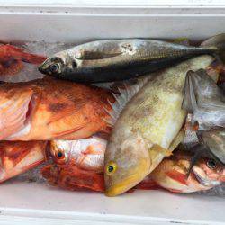 第二龍勢丸 釣果