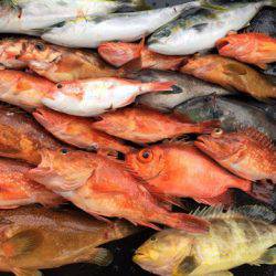 第二龍勢丸 釣果