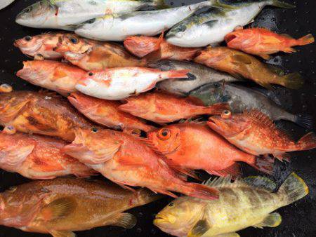 第二龍勢丸 釣果