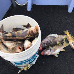 第二 つれたか丸 釣果