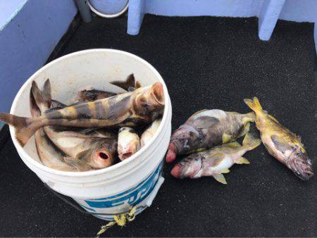 第二　つれたか丸 釣果