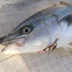 「LaGooN」蒼陽丸 日和号　 釣果