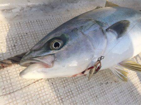 「LaGooN」蒼陽丸 日和号　 釣果