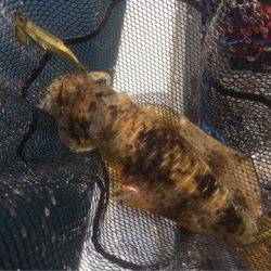 「LaGooN」蒼陽丸 日和号 釣果