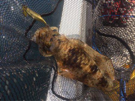 「LaGooN」蒼陽丸 日和号 釣果