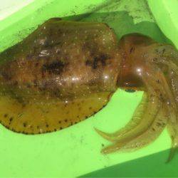 「LaGooN」蒼陽丸 日和号 釣果