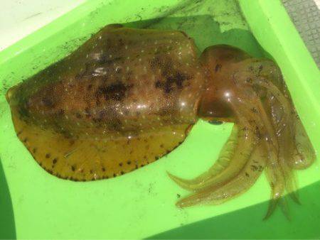 「LaGooN」蒼陽丸 日和号 釣果