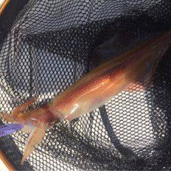 「LaGooN」蒼陽丸 日和号 釣果