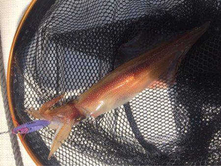 「LaGooN」蒼陽丸 日和号 釣果