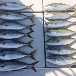 SeaRide(シーライド) 釣果