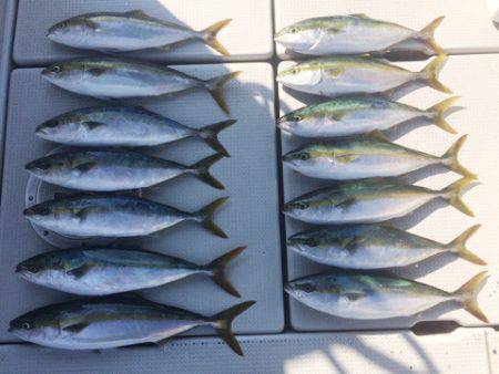 SeaRide(シーライド) 釣果