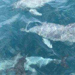 末広丸(熊本) 釣果