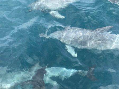 末広丸(熊本) 釣果