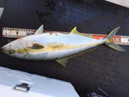 第二龍勢丸 釣果