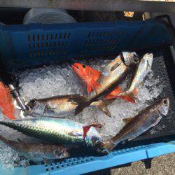 ＴＡＲＯＭＡＲＵ 釣果