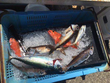 ＴＡＲＯＭＡＲＵ 釣果