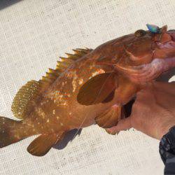 「LaGooN」蒼陽丸 日和号 釣果