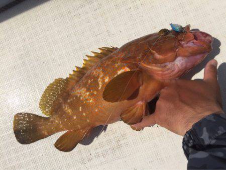「LaGooN」蒼陽丸 日和号 釣果