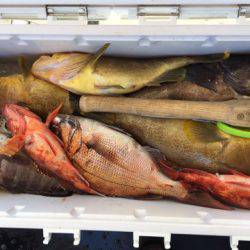 第二龍勢丸 釣果