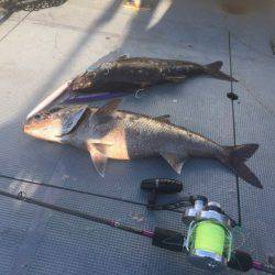 ＴＡＲＯＭＡＲＵ 釣果