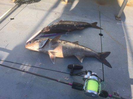 ＴＡＲＯＭＡＲＵ 釣果