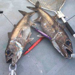 ＴＡＲＯＭＡＲＵ 釣果