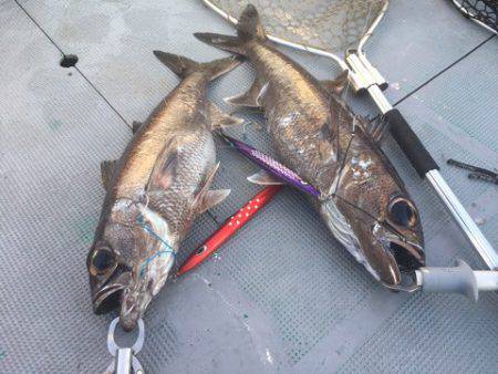 ＴＡＲＯＭＡＲＵ 釣果