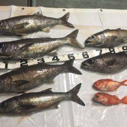 ＴＡＲＯＭＡＲＵ 釣果