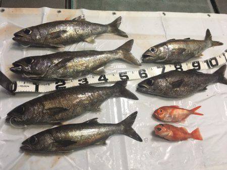 ＴＡＲＯＭＡＲＵ 釣果