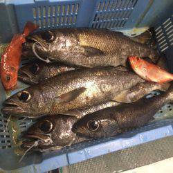 ＴＡＲＯＭＡＲＵ 釣果