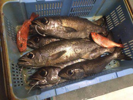 ＴＡＲＯＭＡＲＵ 釣果