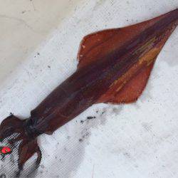 「LaGooN」蒼陽丸 日和号 釣果