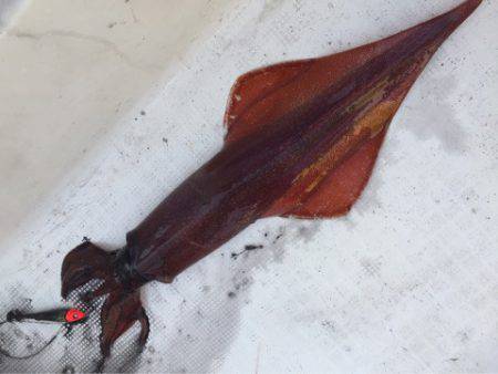 「LaGooN」蒼陽丸 日和号 釣果