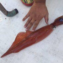 「LaGooN」蒼陽丸 日和号 釣果