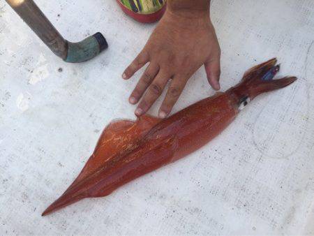 「LaGooN」蒼陽丸 日和号 釣果