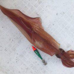 「LaGooN」蒼陽丸 日和号 釣果