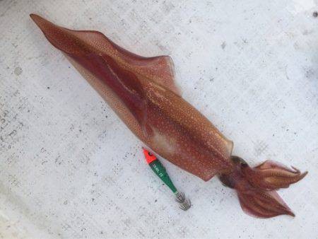 「LaGooN」蒼陽丸 日和号 釣果