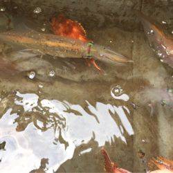 「LaGooN」蒼陽丸 日和号 釣果