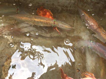 「LaGooN」蒼陽丸 日和号 釣果