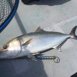 ＴＡＲＯＭＡＲＵ 釣果