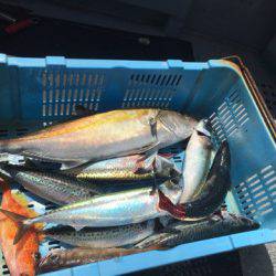 ＴＡＲＯＭＡＲＵ 釣果