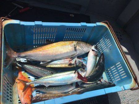 ＴＡＲＯＭＡＲＵ 釣果