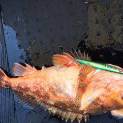 第二龍勢丸 釣果