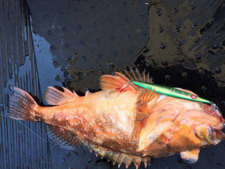 第二龍勢丸 釣果